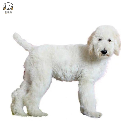 巨型贵宾犬幼犬 狗狗活体巨贵幼犬 纯种血统巨大型泰迪贵宾宠物狗 卷毛贵宾大型泰迪狗 健康保障 视频挑选