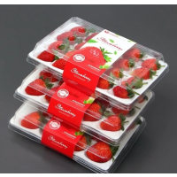 顺丰快递[熊猫鸟]彩箱装 四川正宗大凉山露天草莓 大果 单果25g左右 净重1.2斤 (300g*2) g*2) 吸塑盒