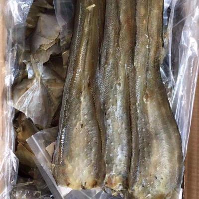 烧烤专用马步鱼干500g棒棒鱼针鱼片海鲜干货饭店用超大鳗鱼干约6-9条