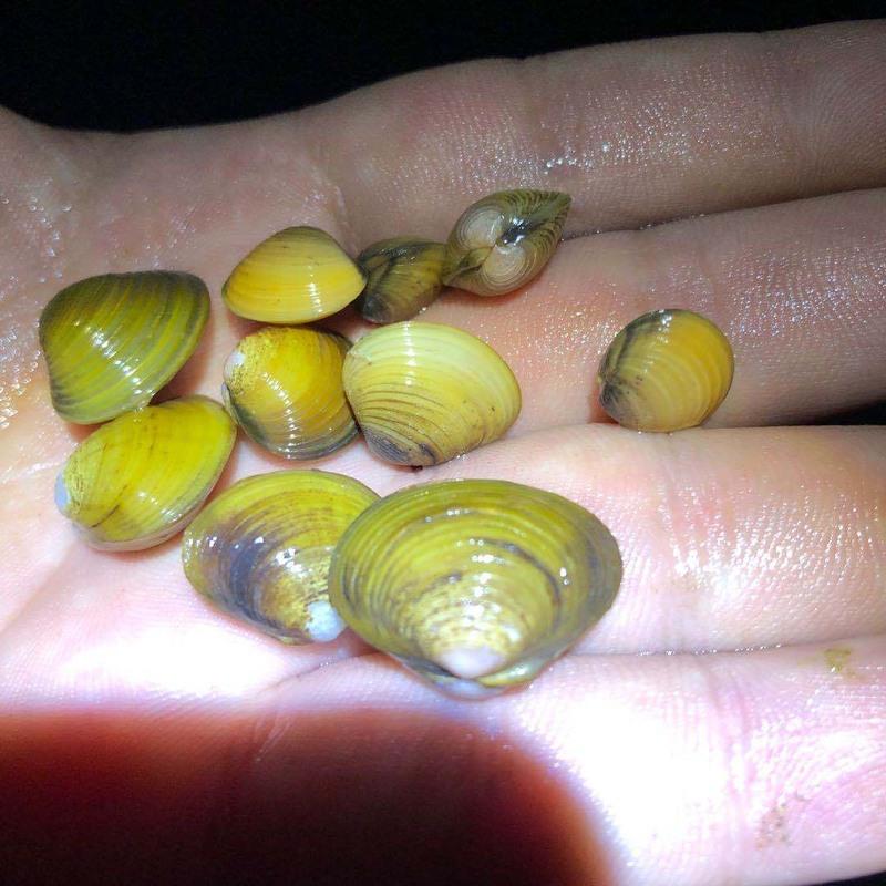 溪蚬 鳑鲏繁殖工具 净化水质 溪螺 观赏除水藻神器 迷你黄金小河蚬0