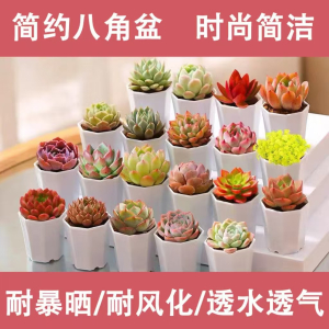 [补贴10%]新款多肉植物盆栽组合侧影纯爱红蜻蜓新手好养耐寒办公肉肉防辐射