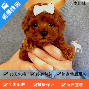 麦比佳纯种泰迪幼犬活体狗狗 茶杯型红泰迪幼犬长不大的泰迪狗狗白色小型犬 双血统赛级玩具型狗狗贵宾犬狗狗泰迪犬宠物级