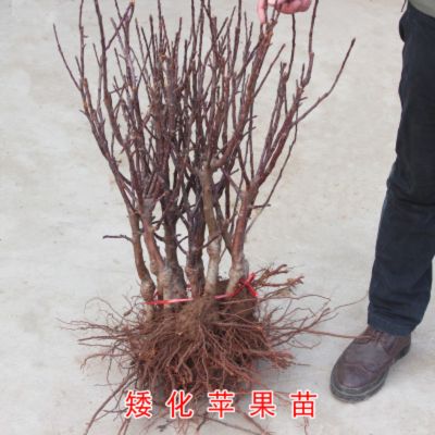 矮化盆栽苹果树苗红富士火龙果苗南方北方种植红肉地栽当年结果