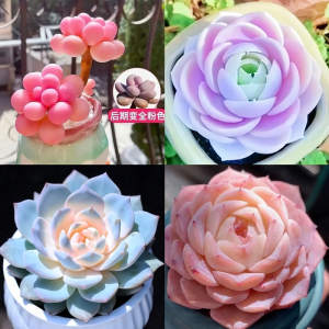 [补贴10%]新款多肉植物盆栽组合侧影纯爱红蜻蜓新手好养耐寒办公肉肉防辐射
