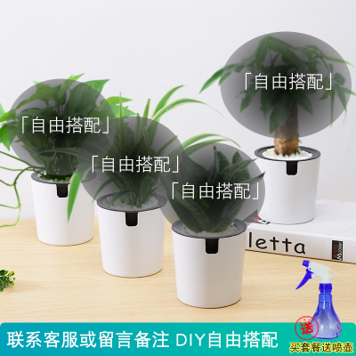 发财树绿萝室内花卉弹痕吊兰办公室桌面小绿植茉莉花盆栽水培多肉植物4盆DIY组合（联系客服或留言备注）含盆