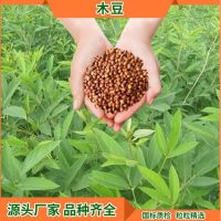 木豆种子 灌木种子 耐寒耐旱绿化工程护坡固土绿化草种籽 单位/1kg