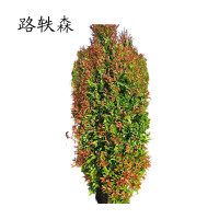 路轶森 红鳞蒲桃 1.2m 根