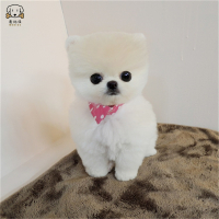 麦比佳 狗狗活体 纯种博美犬幼犬 活体宠物狗狗哈多利系球体博美狗 玩具型博美犬 茶杯犬 长不大博美日系俊介犬 视频挑选