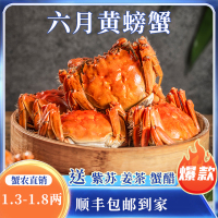 苏州大闸蟹蟹灵阁鲜活六月黄大闸蟹2两8只装公母随机大螃蟹鲜甜满黄直达到家死蟹包赔