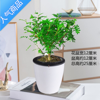 YICHENG清香木散发香味卧室桌面小盆栽观叶胡椒木盆景好养室内花卉绿植