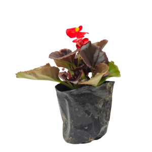 诚智旺 小海棠 株高约19cm/棵