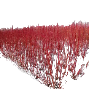 诚智旺 红柳苗 30-40公分 /棵