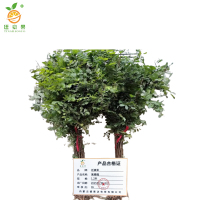 廷豪果 草花(紫穗槐)1.2米 /棵