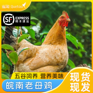 雀淘 正宗皖南黄油老母鸡2-2.3斤/只 2只装 新鲜现杀 整鸡净膛冷冻竹林慢养鸡走地鸡