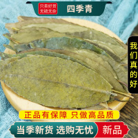 甄选四季青100克煮水红冬青叶冻青冬青叶正品四季青叶9260