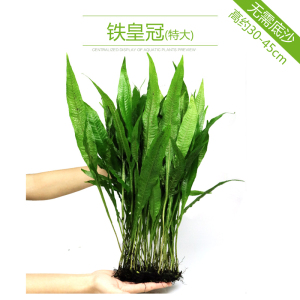 鱼缸水草植物真草造景莫斯懒人增氧淡水榕沉木爬地趴地矮珍珠