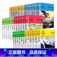 [全套36册]沈石溪动物小说 [正版]沈石溪动物小说品藏书系列全集36册 斑羚飞渡第七条猎狗后一头战象雪豹悲歌珍藏版全套