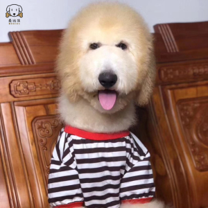 麦比佳 巨型贵宾犬幼犬 狗狗活体纯种大型泰迪贵宾犬幼崽红色白色黑色巨贵犬宠物狗大体泰迪熊狗包健康视频挑选