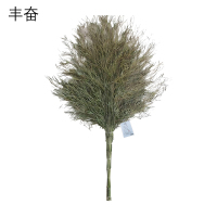 丰奋 大扫帚 3斤 把