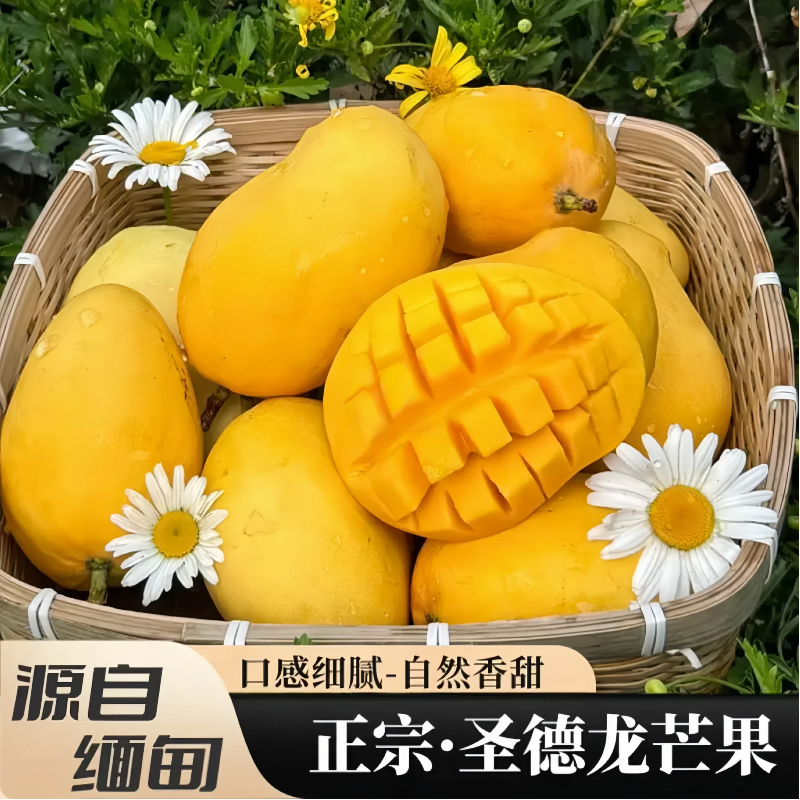 [熊猫鸟]圣德隆芒果 净重5斤装 大果 热带水果 新鲜水果 香甜可口