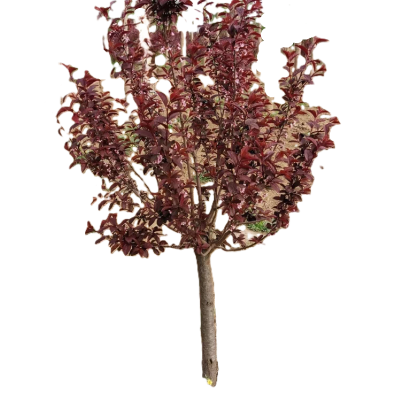 诚智旺 红叶李球 冠幅120cm /棵