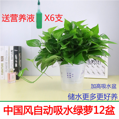 回固除甲醛净化空气绿萝盆栽室内植物好养长藤垂吊绿箩新房家用吸甲醛中国风自动吸水盆12盆-送营养液6支含盆