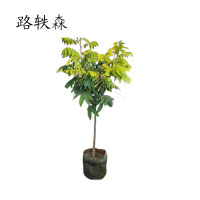 路轶森 龙眼树高 1.5-2.5m 棵