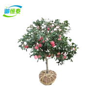 御恒泰 苹果树 3年苗 棵
