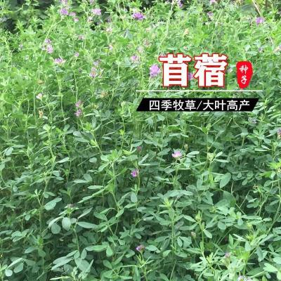 苜蓿草价格 苜蓿草最新报价 苜蓿草多少钱 苏宁易购