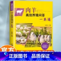 肉羊高效养殖问答一本通 [正版]肉羊高效养殖问答一本通 马友记 编 肉羊高效养殖技术 羊场肉羊育种技术 含彩图扫码视频