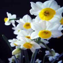 秋冬花卉图片 秋冬花卉图片大全 苏宁易购