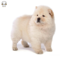 麦比佳松狮犬幼犬松狮狗狗活体纯种双血统大骨架大肉嘴松狮狗赛级面包嘴中大型家庭犬米白色黄色黑色视频挑选