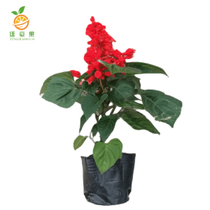 廷豪果 串红 一串红 小盆 /盆