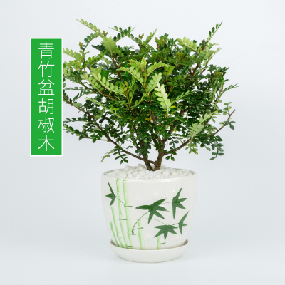 家柏饰(CORATED)驱蚊植物驱蚊卧室内防蚊盆栽清香木九里香迷迭香净化空气水培花