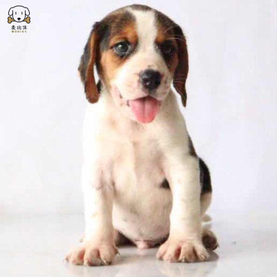 麦比佳比格犬幼犬 比格犬狗狗活体 纯种血统家庭犬小体比格幼崽短毛米格鲁犬比格宠物狗健康保障视频挑选 空运直达