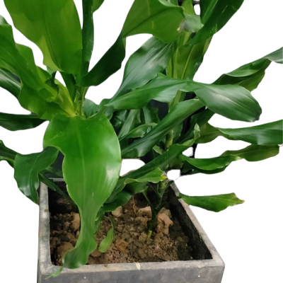 以雅以南 螺纹铁80cm/盆