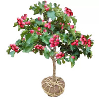 诚智旺 大果山楂 5公分/棵