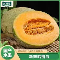 【苏鲜生】新鲜哈密瓜 净重4.5斤 1-3个 应季水果 新鲜甜瓜 鲜果