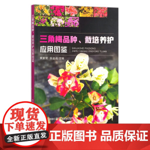 三角梅品种、栽培养护应用图鉴 黄素荣,陈金花 园艺 花卉 花木 梅花 寒梅 园林 29280
