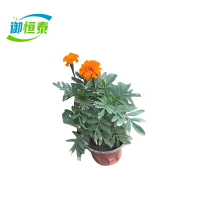 御恒泰 万寿菊 橘黄色 束