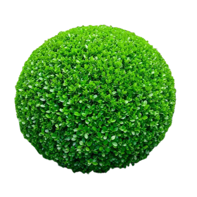 诚智旺 黄杨球 冠幅60cm/棵