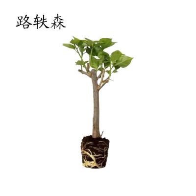 路轶森 三角梅 0.7m 颗
