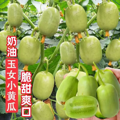 [补贴10%]奶油小黄瓜种子金童玉女水果迷你黄瓜种籽苗蔬菜种子大全阳台盆栽