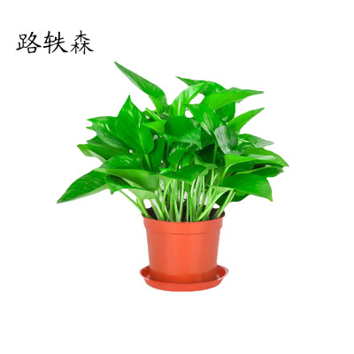 路轶森 绿萝盆栽180# 盆