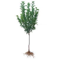 诚智旺 牛心李 5公分/棵