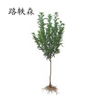 路轶森 果树树苗 4-5年生(直径4cm) 棵