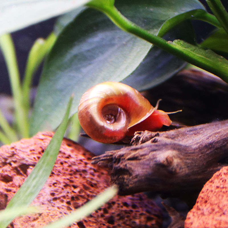 苹果螺羊角螺观赏螺除藻除苔易繁殖生态瓶装饰易爆缸宠物活体繁殖 4只