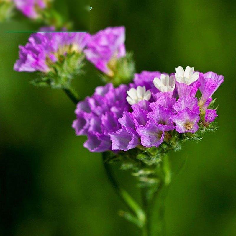 【切花勿忘我种子2000粒+两包肥套装】切花勿忘我种混色星辰花阳台庭院盆栽花卉多年生花籽绿植草花随机货