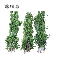 路轶森 灌木树苗可选品种高度 1m-1.2m 棵