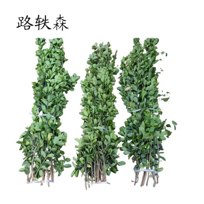 路轶森 灌木树苗可选品种高度 1m-1.2m 棵